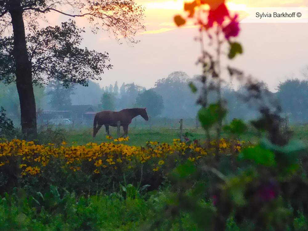 Sie grenzt im äußersten südosten an die kreisstadt aurich und liegt etwa 15 km von deren stadtzentrum entfernt sowie rund zehn km östlich der stadt norden. Großheide Strand - Fotografie | sylvia-barkhoff-gestaltungen.de